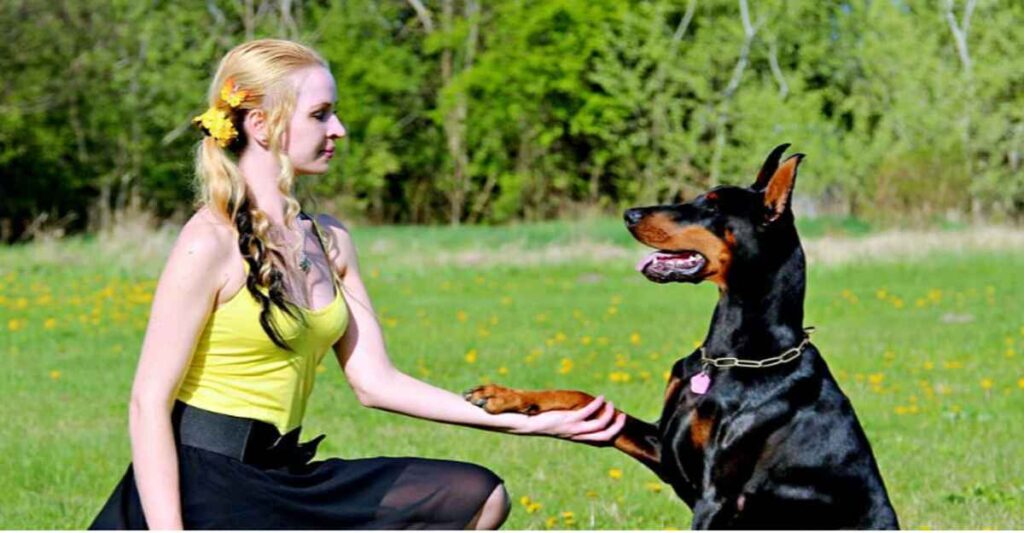 Woman training a Doberman – How to house train a puppy fast effectively