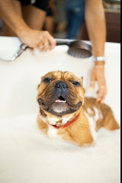Smiling bulldog enjoying a bath in a white tub with soapy water