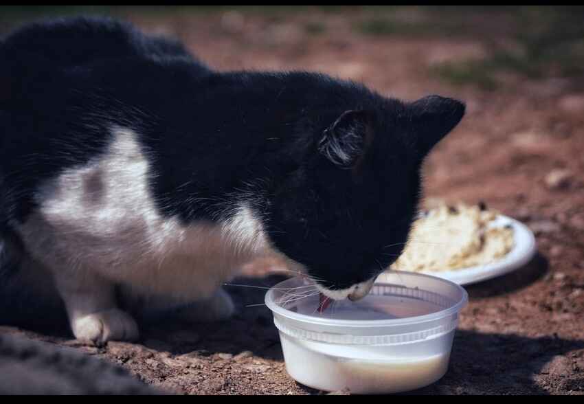 Cat Drinking Milk Outdoors from a Plastic Bowl Black and white cat drinking milk from a plastic bowl outdoors on a dirt surface