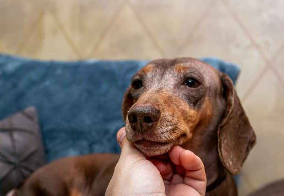 Gentle Affection for a Beloved Dachshund A human hand gently caresses the chin of a brown and white senior Dachshund, who looks contentedly towards the viewer with soft eyes, against a blurred blue couch and patterned wall.
