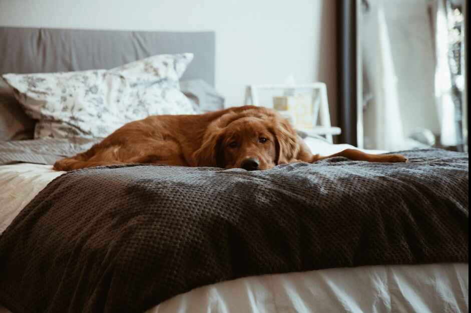 Rest Time – An Essential Part of the Daily Routine for Your Dog Golden Retriever resting on bed as part of daily routine for your dog