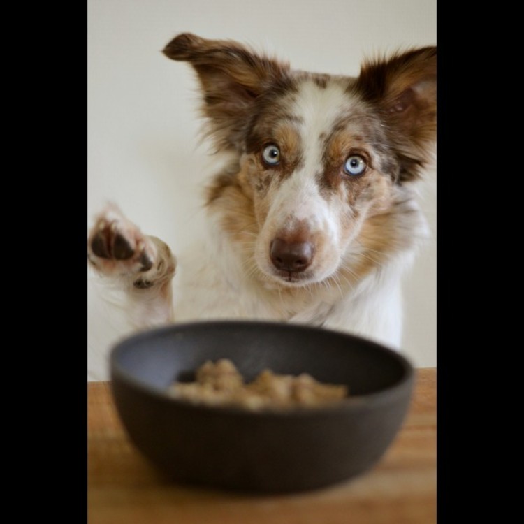 Hungry Dog Raising Paw Beside Food Bowl A blue-eyed dog with brown and white fur sitting at a table, raising one paw while looking at a bowl of food in front of it.
