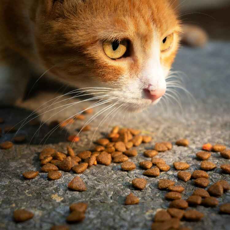 Cat Eating Dry Food from the Ground Close-up of an orange and white cat eating dry cat food scattered on a stone surface.