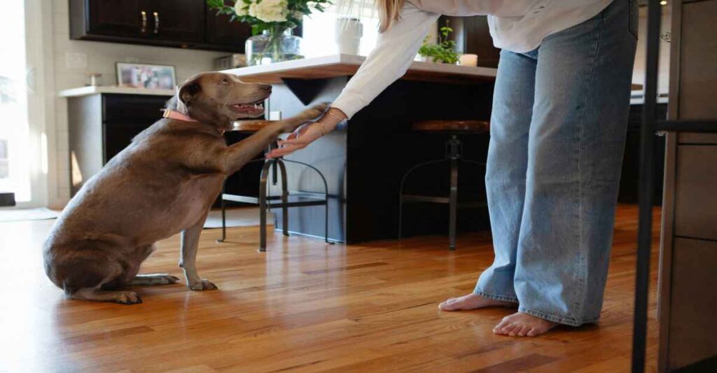 A Friendly Paw Shake A brown dog with a pink collar sits on a polished wooden floor, extending its paw to a person standing in front of it, who is reaching out to shake its paw. The scene takes place in a modern kitchen with dark wood cabinets and a light-colored island.