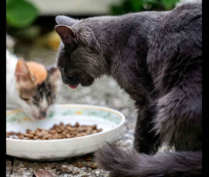 Gray and Calico Cats Eating Together from a Shared Bowl Two cats eating dry kibble from a ceramic bowl outdoors, with a gray cat in focus and a calico cat in the background
