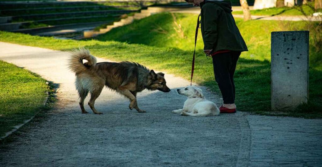 A person in a green jacket holds a red leash attached to a small, light-colored dog lying on the ground, while a larger, brown and tan dog approaches it nose-to-nose. This image captures a moment during Leash training for dogs in an outdoor park setting.