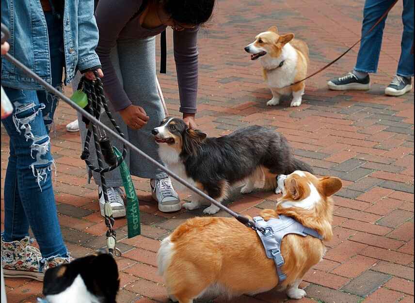 Corgi Meetup on the Bricks Several people interacting with a group of Pembroke Welsh Corgis and one tricolor Corgi on leashes on a red brick pavement.