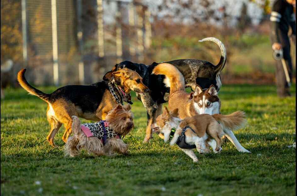 A group of five diverse dogs, including a small Yorkie in a sweater, a larger tan dog, two huskies, and a dark-colored dog, are actively playing and sniffing each other on a sunny green lawn, demonstrating "socializing your dog with other dogs