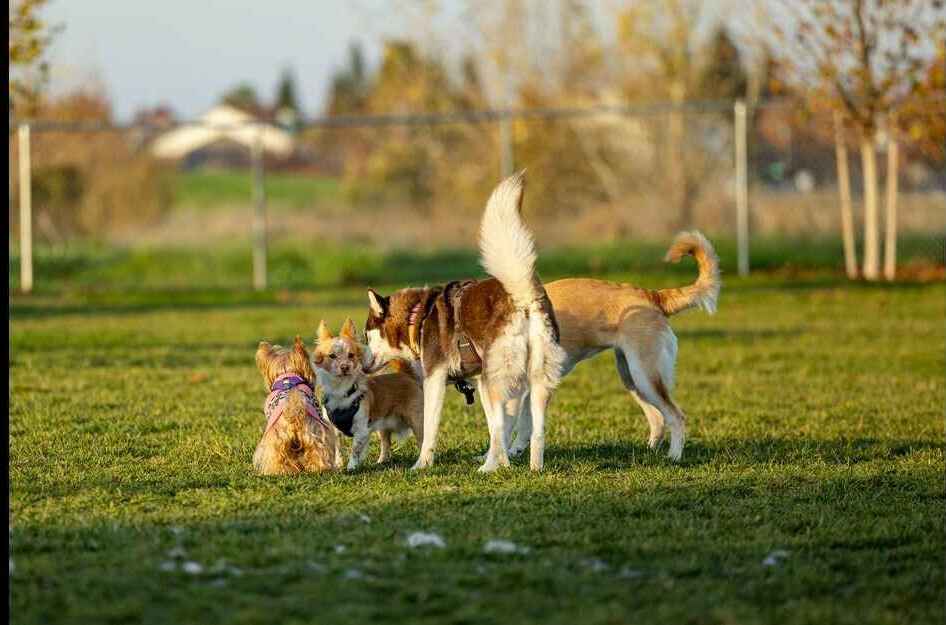 A Trio of Dogs Enjoying Park Playtime Three dogs, including a small Yorkie, a medium-sized tan dog, and a brown and white husky, interacting on a grassy field.