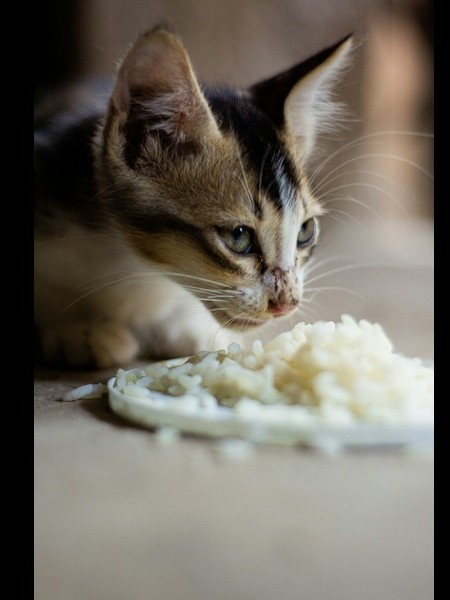 Kitten Eating Rice from a Plate Close-up of a kitten eating plain white rice from a white plate on the floor.