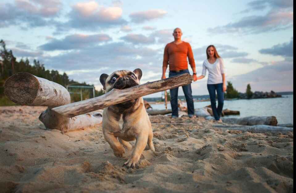 A French Bulldog on a sandy beach enthusiastically carries a large stick in its mouth, with a blurred couple walking in the background near a body of water. This lively scene might make one consider how to stop a dog from biting or chewing if playful mouthing escalates.