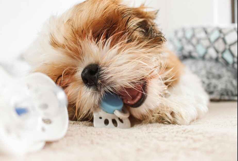 Puppy's Pacifier Playtime A cute Shih Tzu puppy with brown and white fur is lying down and chewing on a white and blue baby pacifier.