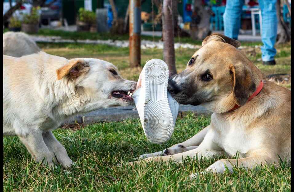Playful Tug-of-War with a Sneaker Two dogs, one light-colored and one tan, are engaged in a playful tug-of-war over a white sneaker on a patch of green grass.