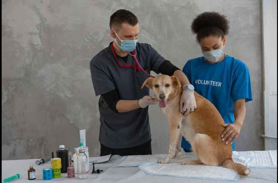 Veterinarian and volunteer examining a dog for common health problems in dogs