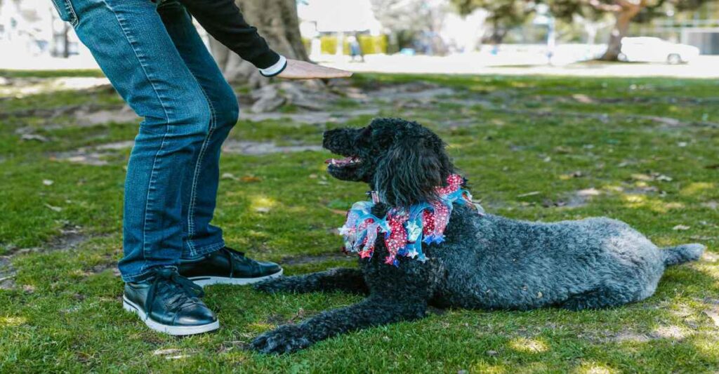 A black poodle with a festive red, white, and blue collar lies on green grass, looking up at a person who is giving a hand signal. This image demonstrates Basic Obedience Commands for Dogs in an outdoor setting