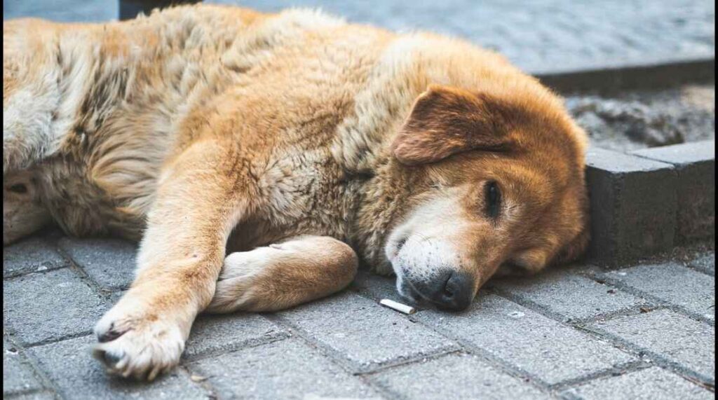 Sleeping Dog on Pavement A light brown, fluffy dog sleeps soundly on a gray brick pavement next to a discarded cigarette butt