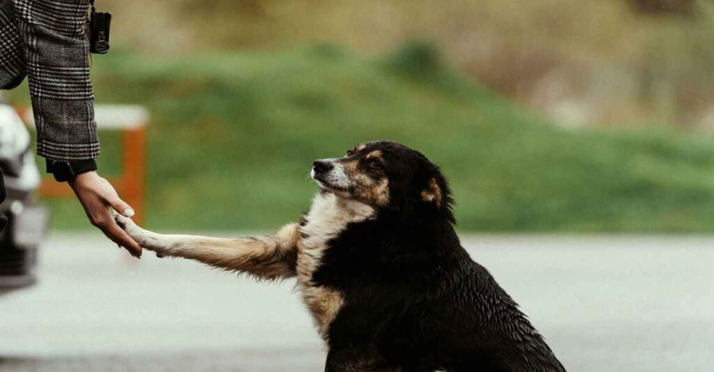 A Trusting Paw Shake A black, tan, and white dog sits on an asphalt surface, extending its paw to shake hands with a person whose arm is visible wearing a plaid jacket. A green, grassy hill is in the blurred background.