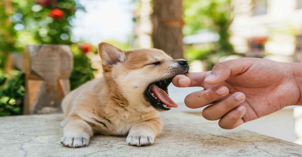 Teething Puppy Biting Owner’s Finger – Early Stage of House Training Playful puppy teething on owner’s finger – How to house train a puppy