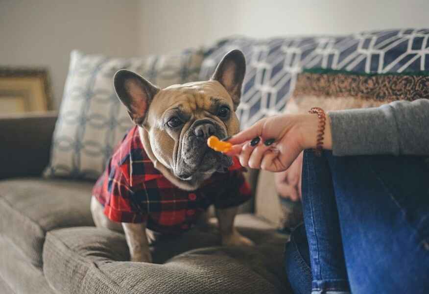 A close-up shot of a French bulldog wearing a red plaid shirt, sitting on a couch and being offered a treat by a person. The image can be used to illustrate How to Add Probiotics to Your Dog’s Diet.
