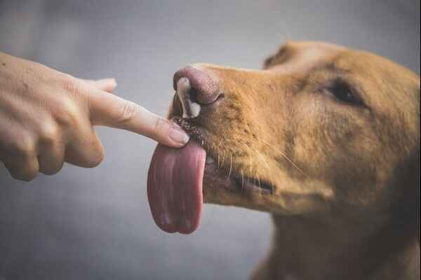 Dog Licking a Finger A close-up, horizontal shot of a golden-brown dog licking a person's finger. The dog's long pink tongue is extended and touching the fingertip. The background is a soft, out-of-focus gray.