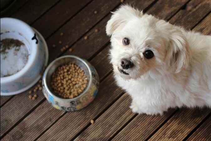 Small White Dog with Food Bowls A small, fluffy white dog with big dark eyes sits on a wooden deck next to two food bowls. One bowl is empty and dirty, while the other is filled with brown kibble. A few pieces of kibble are scattered on the deck. The dog is looking directly at the camera