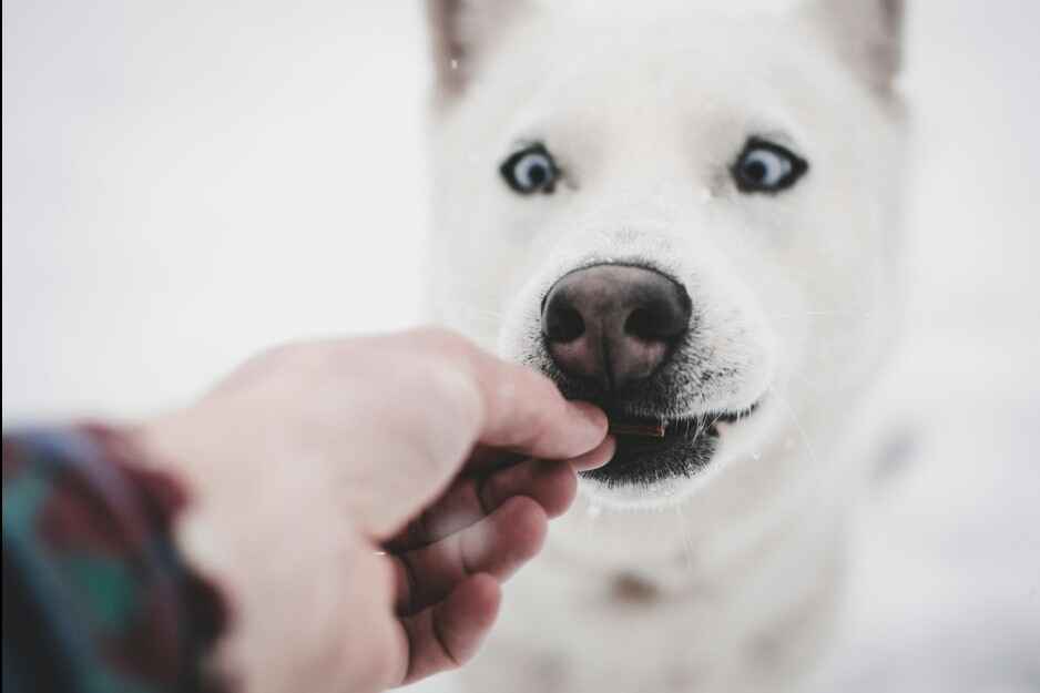 A close-up shot of a white husky-like dog with blue eyes staring intently at a treat being offered by a person's hand. The dog's nose is twitching, and its mouth is slightly open, ready to take the treat. The background is a blurry white, suggesting a snowy environment. This image could be used to illustrate the benefits of Dog Probiotics for pet health.