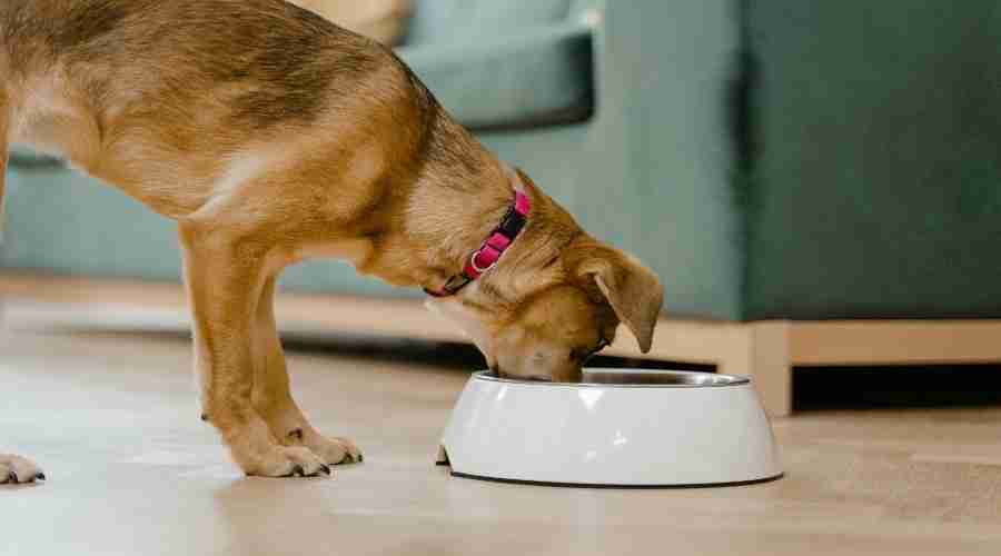 A dog eating from a food bowl on a wooden floor A side-angle shot of a medium-sized, light brown dog with a red collar, eating from a white bowl placed on a shiny wooden floor. The dog's head is completely inside the bowl, and a turquoise-colored couch is visible in the background