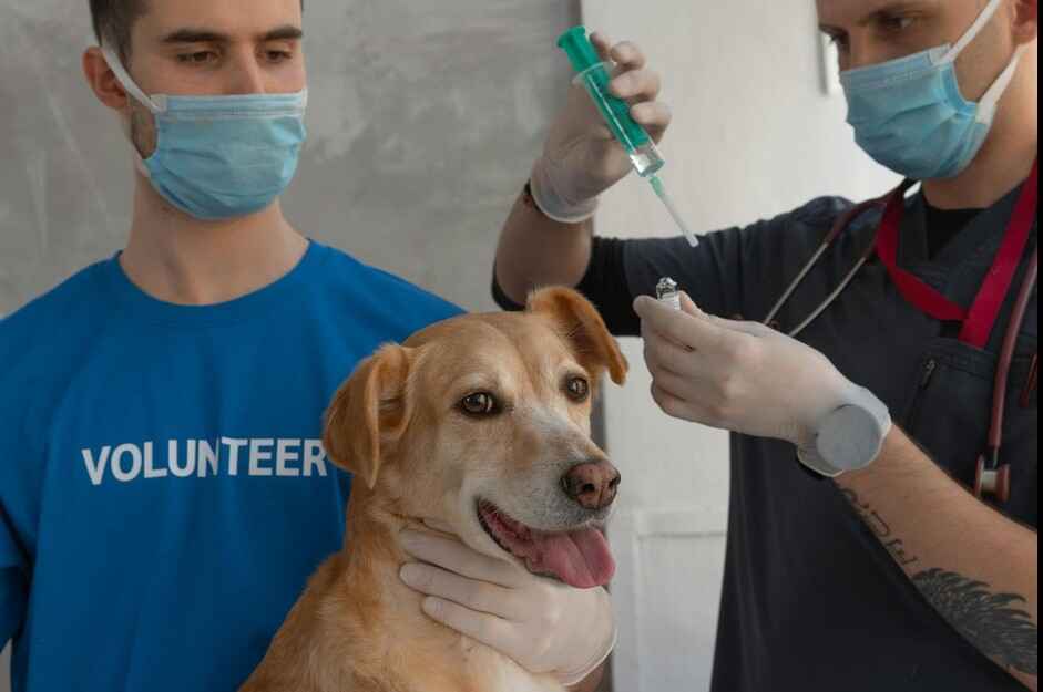 A light brown puppy receives its puppy vaccination schedule from a masked veterinarian, assisted by a volunteer
