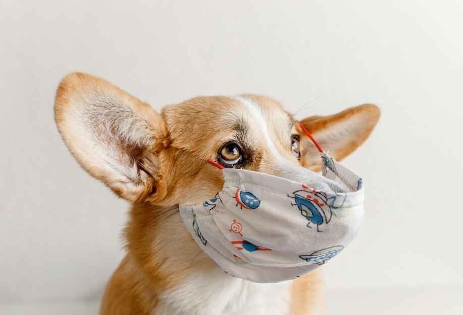 A Responsible Corgi A cute corgi dog wearing a white face mask with a cartoon rocket and sun print, looking up with big, expressive eyes